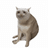 CASHCAT logo