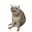 CASHCAT logo